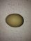 Olive Egg