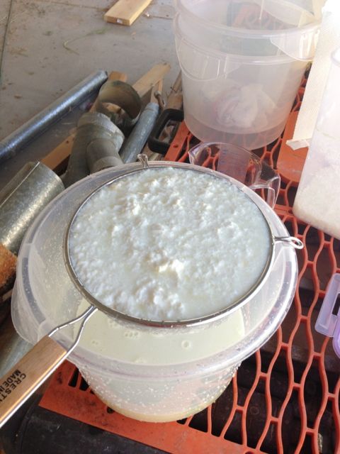 Separating out the milk solids